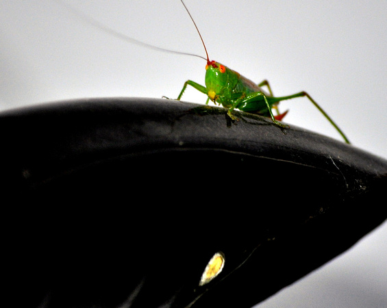 Grasshopper